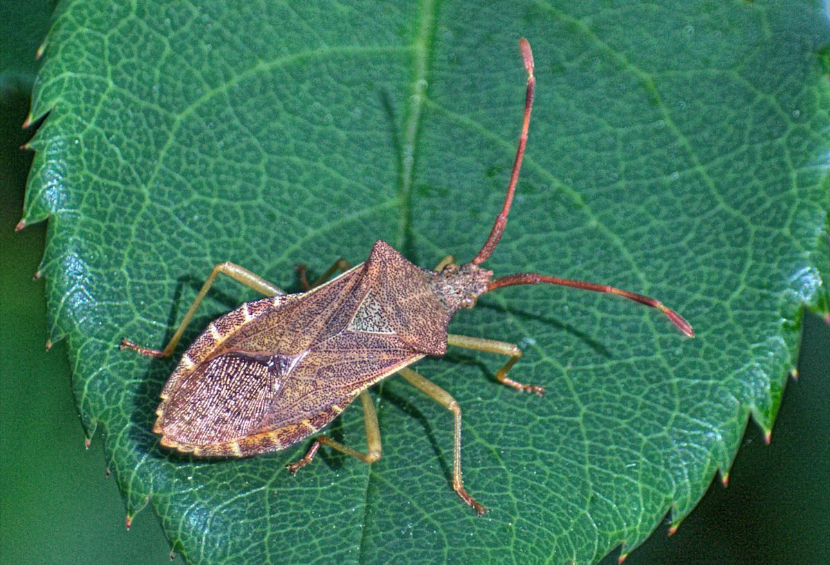 Coreus marginatus? No, Gonocerus acuteangulatus